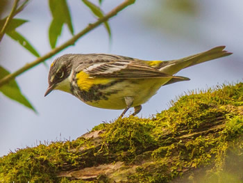 Yellow-rumped Warbler 