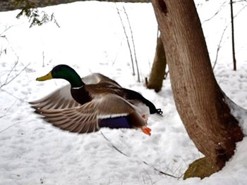 Mallard