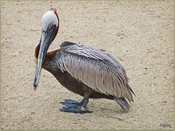 Brown Pelican