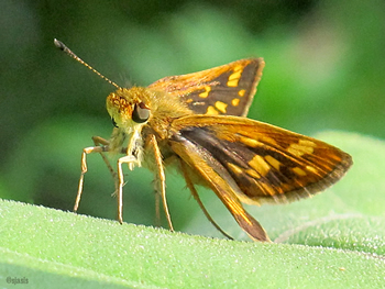 Skipper