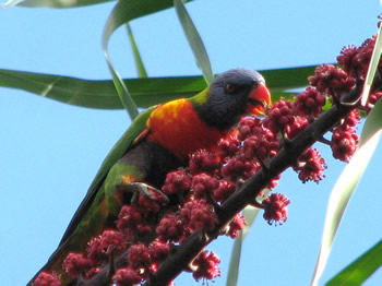 Rainbow Lorikeet Feeding on Umbrell