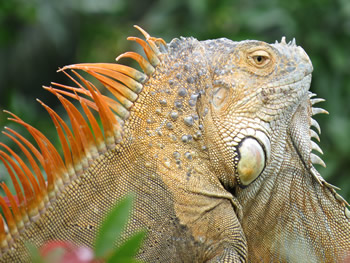 Iguana in Costa Rica 