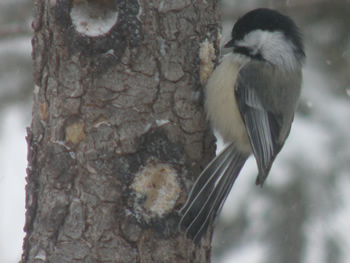 Black-capped Chickadee