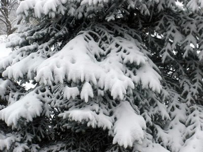 Snow-covered Branches