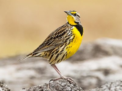 Eastern Meadowlark