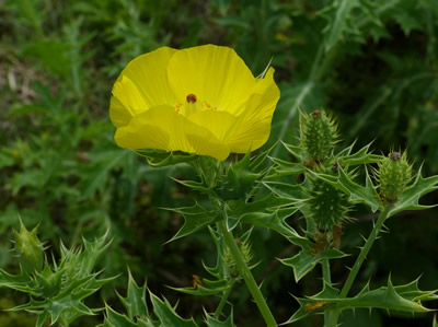 Prickly Poppy