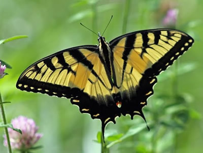 Yellow Tiger Swallowtail Butterfly