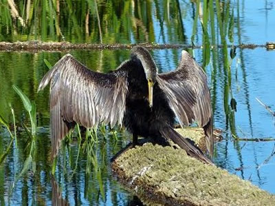 Anhinga Drying its Wings