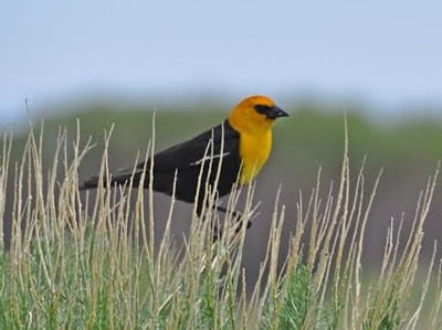 Yellow-headed Blackbird