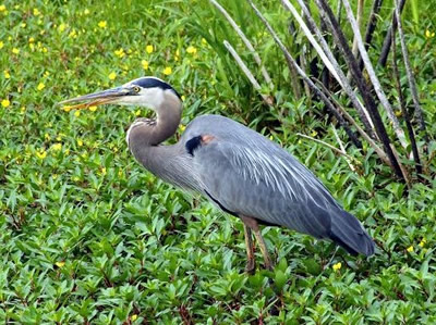 Great Blue Heron