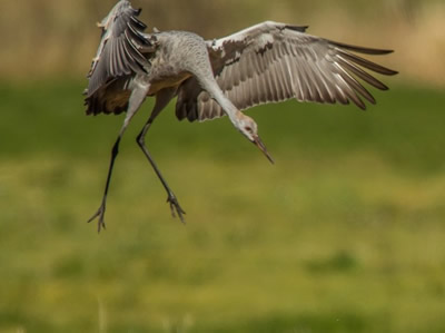 Sandhill Crane