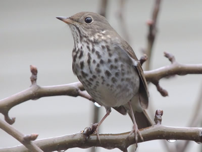 Hermit Thrush