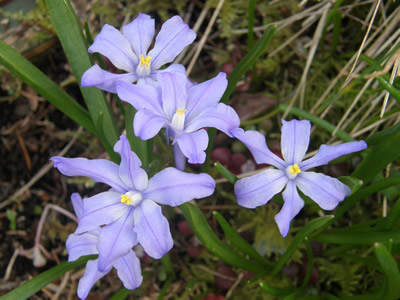 Scilla Flowers