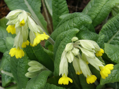 Cowslips