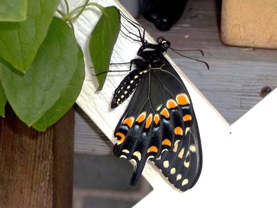 Black Swallowtail Drying its Wings after Emerging from Cocoon