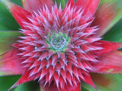 Young Flowering Pineapple Crown