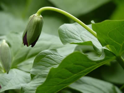 Emerging Trillium