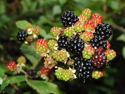 Brambles, Rubus fruticosus