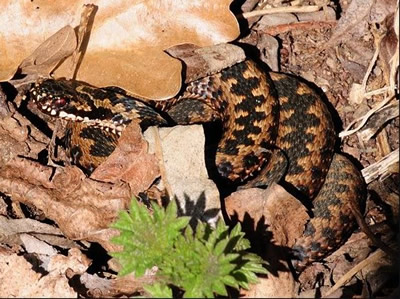 Curled Up Adder