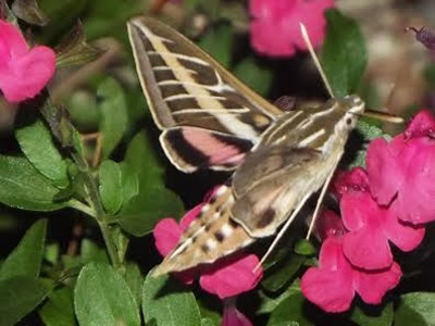 Sphinx Moth