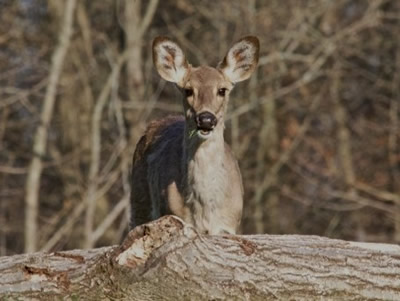 Deer near Salem