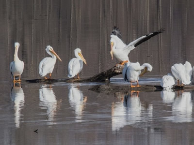 White Pelicans near the Mississippi River