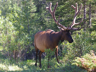 Elk