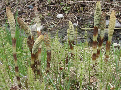 Giant Horsetails 