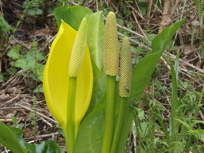 Skunk Cabbage