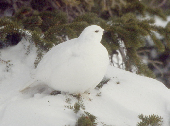White-tailed Ptarmigan in winter plummage