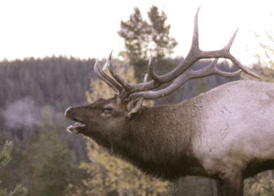 Buggling elk