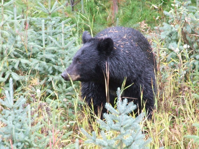 Black Bear