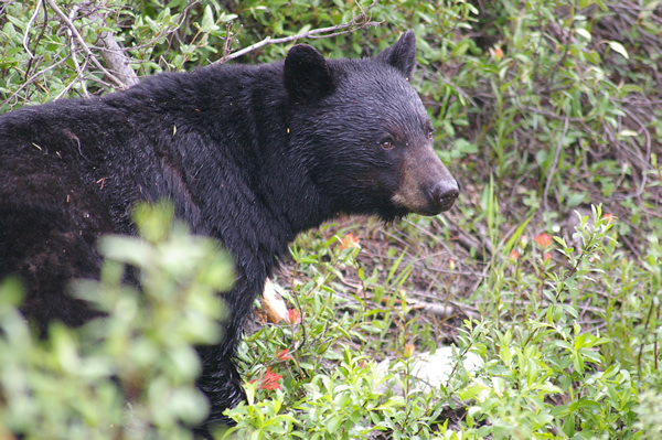 Black Bear