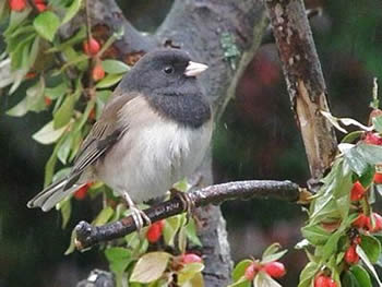 #7 - Photographing Birds - Changing the Background