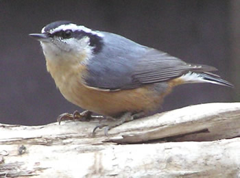 #4 - Photographing Small Birds 