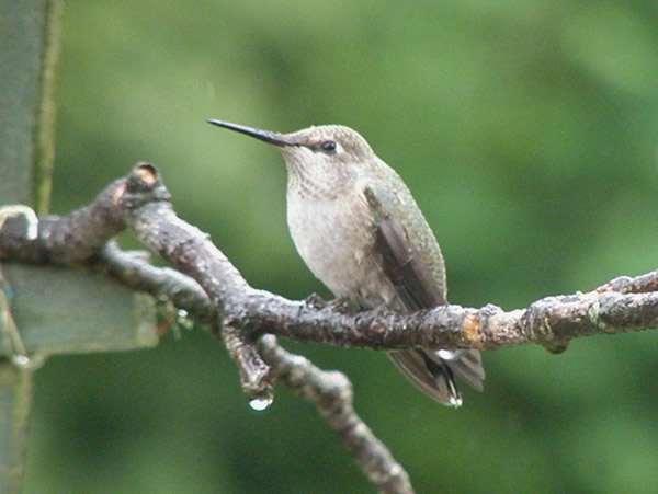 Anna's Hummingbird