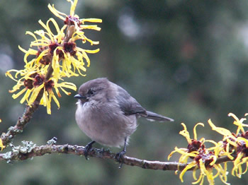 Bushtit on twig