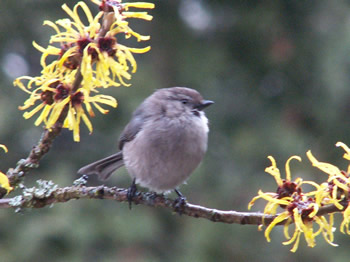 Bushtit on twig