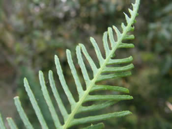 Reproductive frond of the Deer Fern