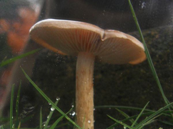 Underside of mushroom cap