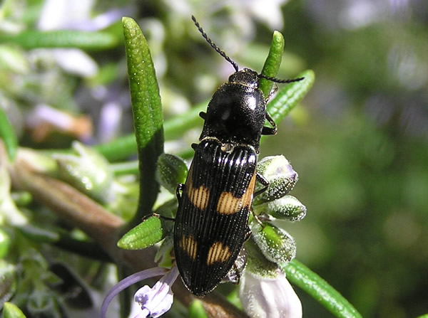 Click Beetle - horizontal