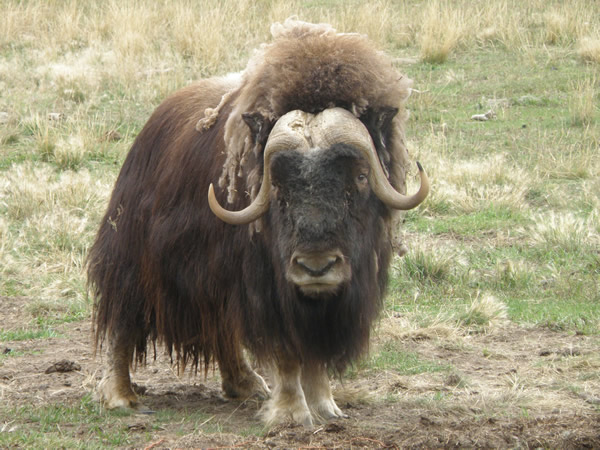 Musk Ox - horizontal