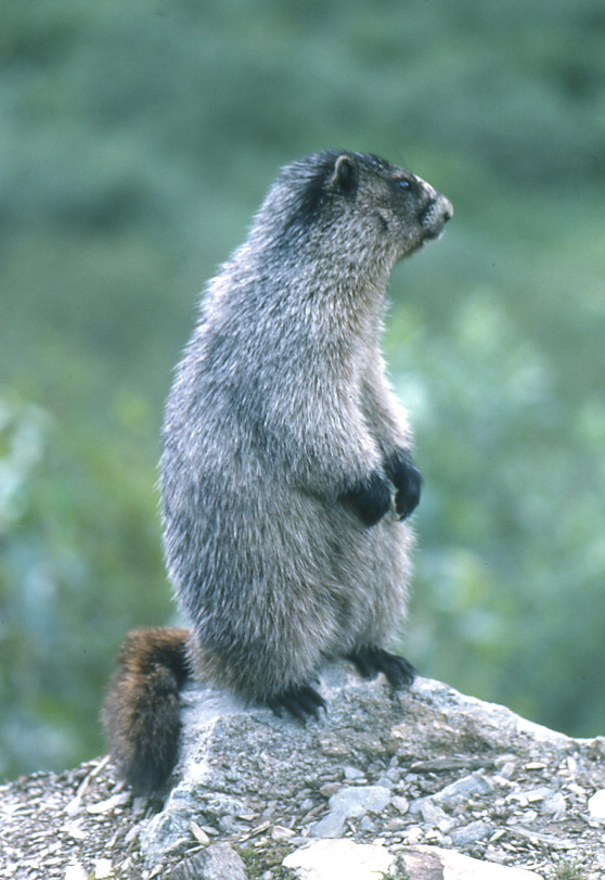 Hoary Marmot
