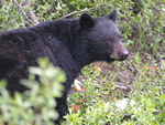 Black Bear