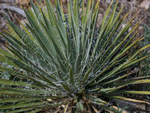 Harriman's Yucca