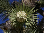 Joshua Tree Bloom