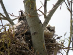 Owl and Owlet