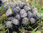 Shaggy Mane Mushrooms