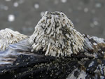 Thatched Barnacle