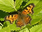 Zephyr Anglewing Butterfly